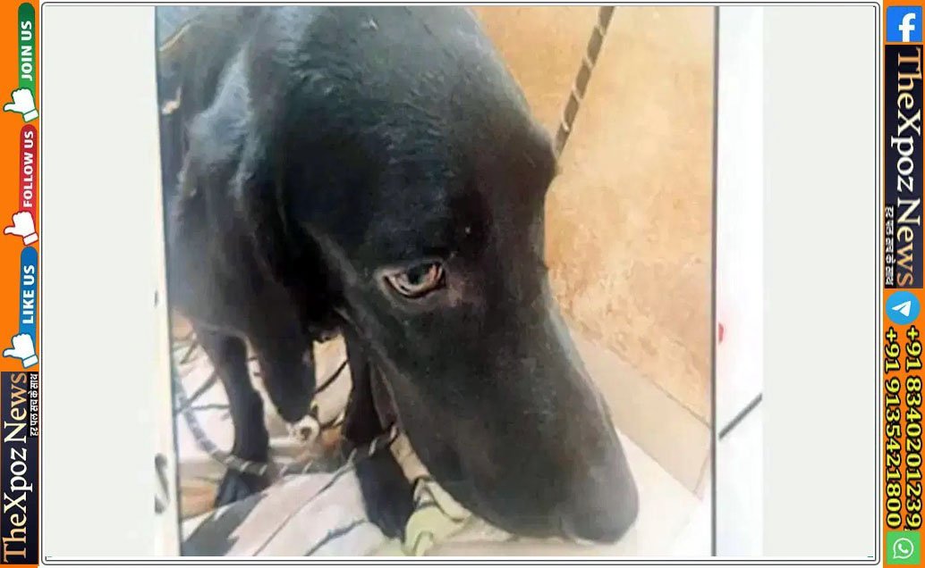 Karnataka-Pet-Dog