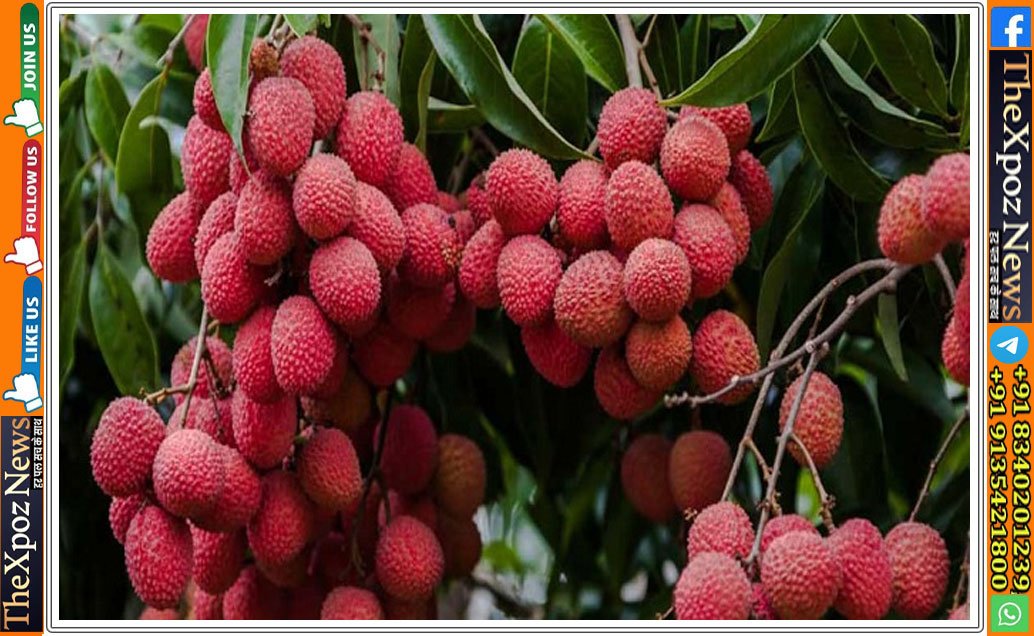 mithila-litchi-new-record