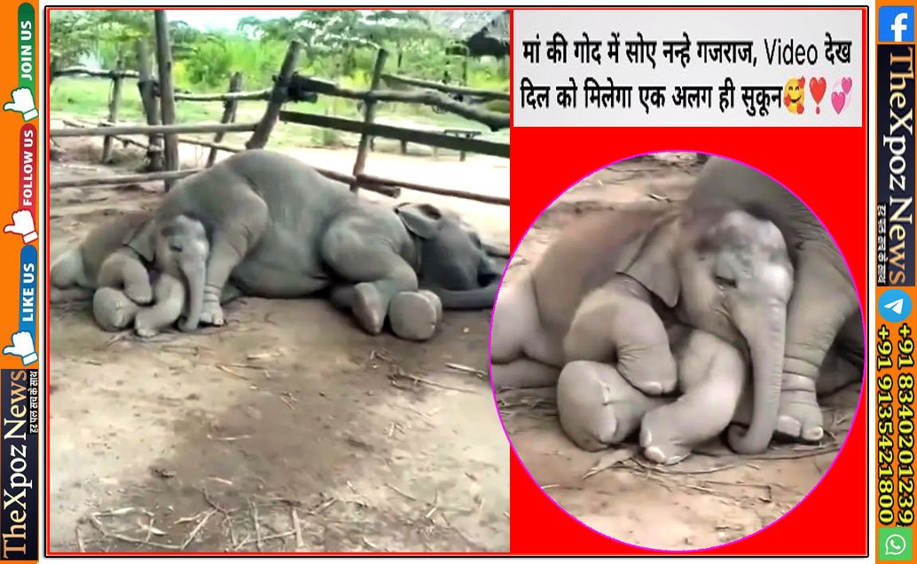 Elephant-With-Mother