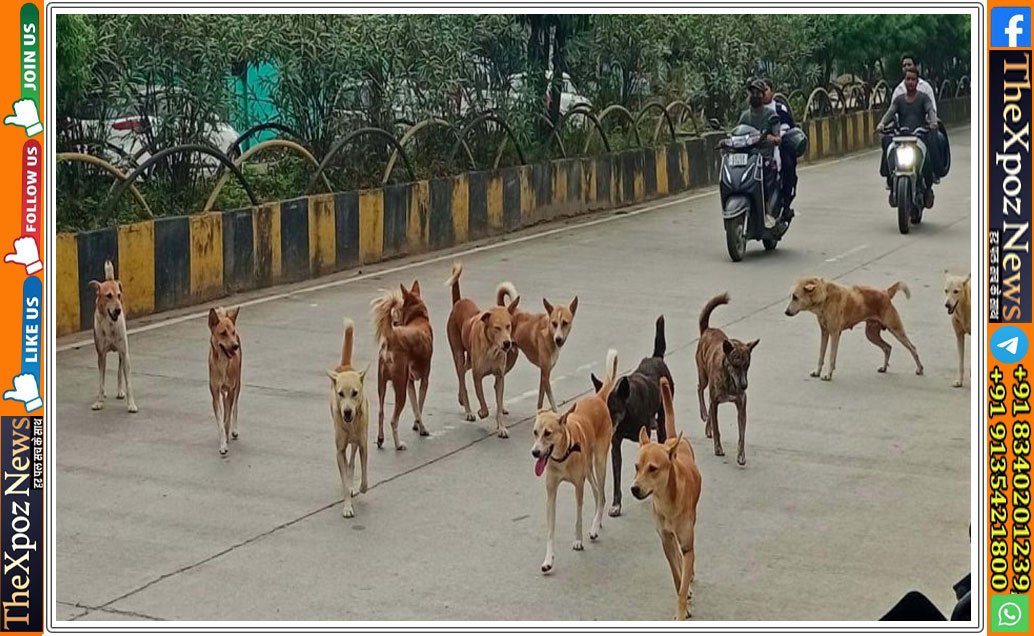 stray-dogs-issue