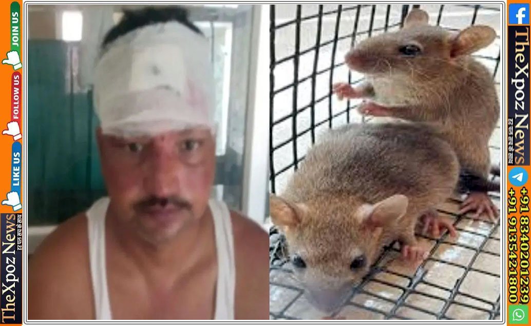 up-Rat