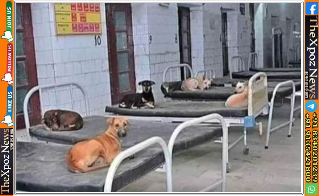 Bihar-Hospital-Dogs