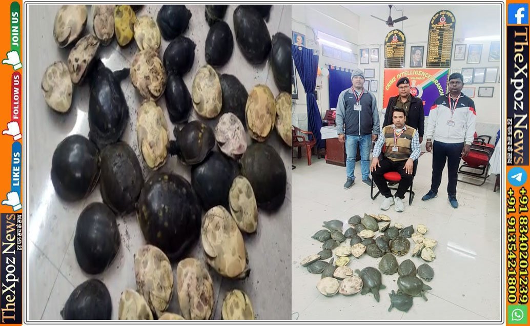 Dhn-Doon-Express-Tortoise