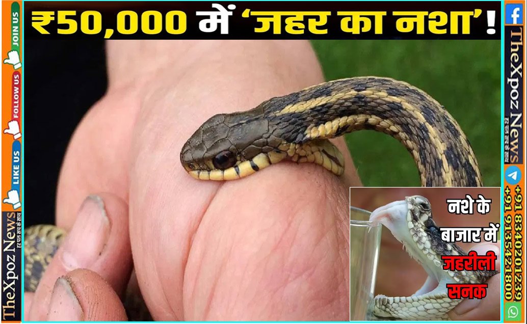 Gujrat-Snake-Bite-Drugs