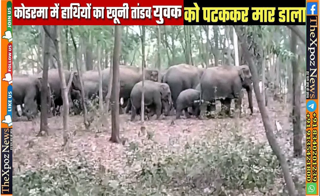 Koderma-Elephant-Murder-Youth